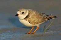 Piping Plover