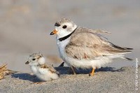 Adult and baby piping plover birds