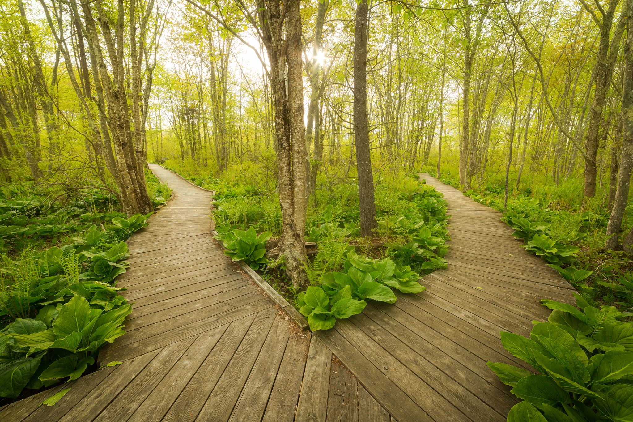 B Wells 04090_Choices by Jay A