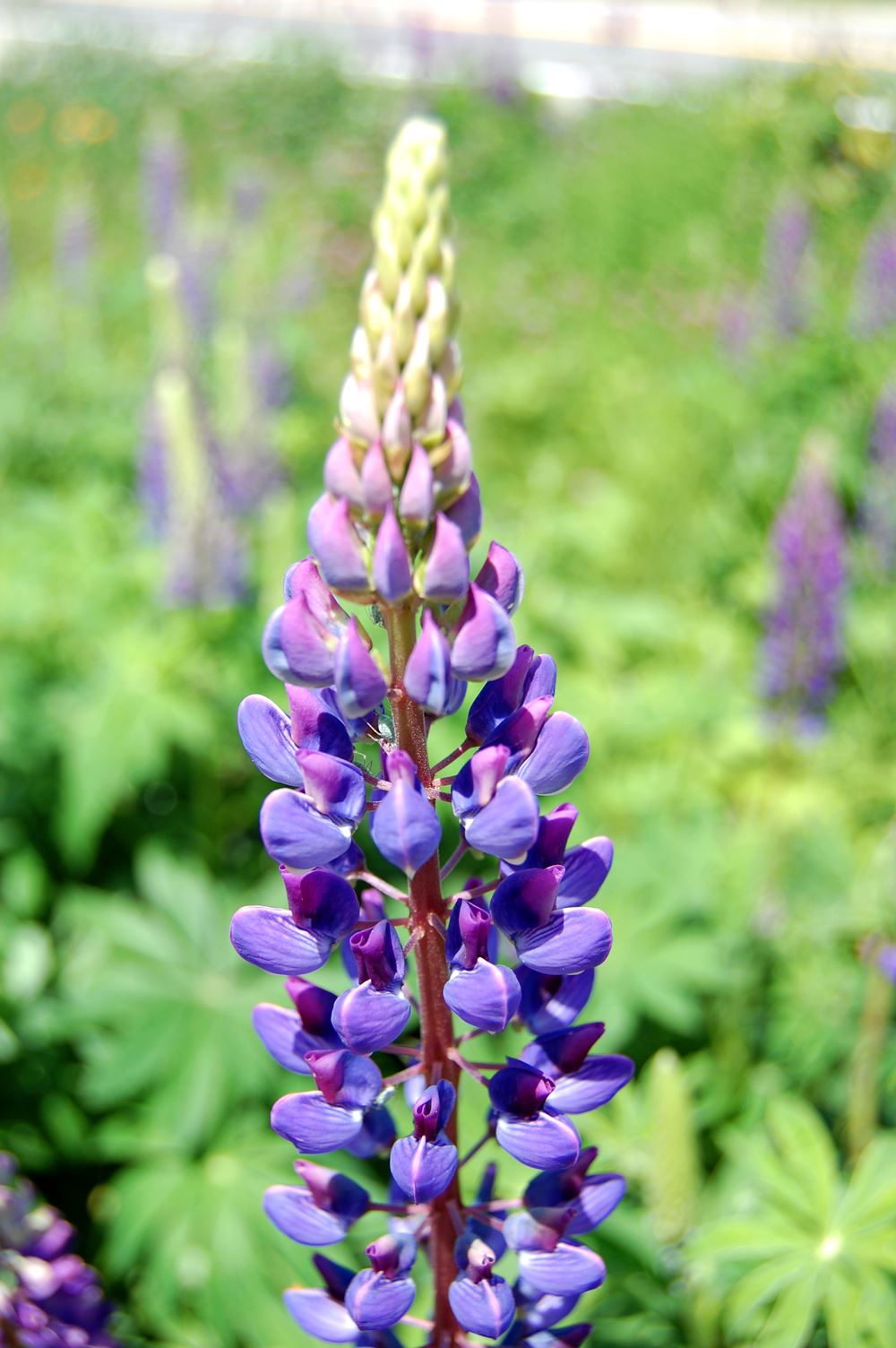 lupine_stem_aik